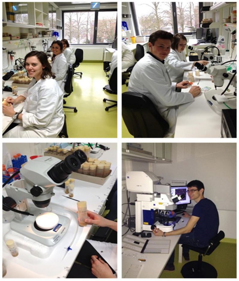 Special model Drosophila melanogaster