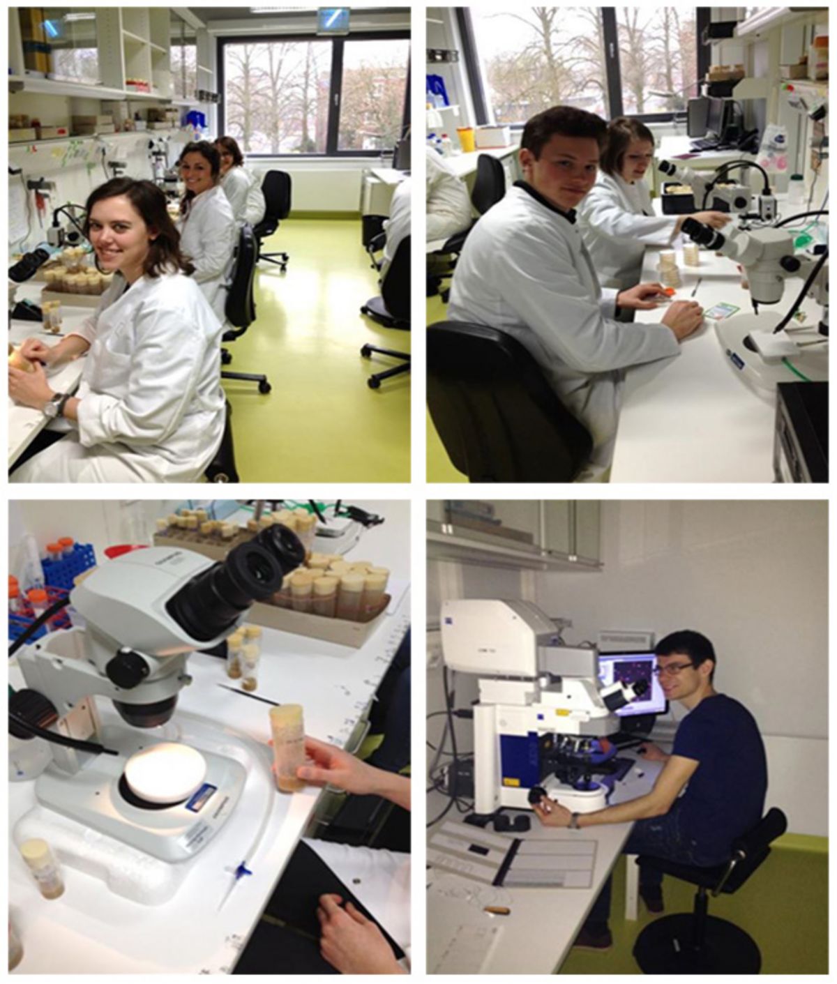 Special model Drosophila melanogaster