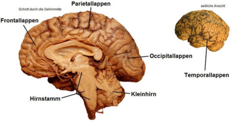Aufbau des Gehirns