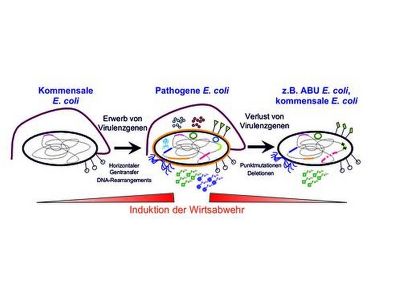 Microbial Genome Plasticity