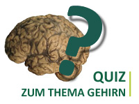 Quiz zum Thema Gehirn