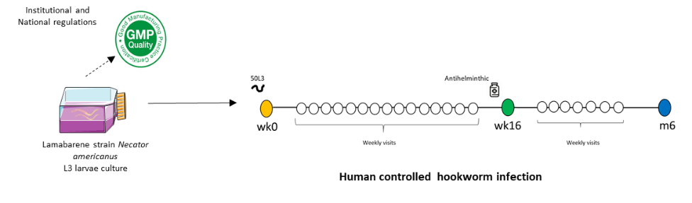 Abbildung 1: Vom Menschen kontrolliertes Lambaréné-Infektionsmodell für Necator americanus. Die klinische Studie 1 ist noch nicht abgeschlossen. Sechs der 15 Teilnehmer sind bereits eingeschrieben.